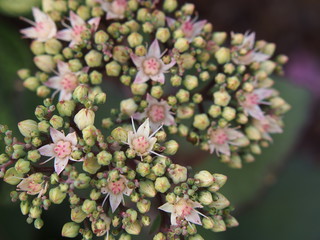 Sedum telephium 'Matrona' (syn. Hylotelephium telephium) - orpine, stonecrop   