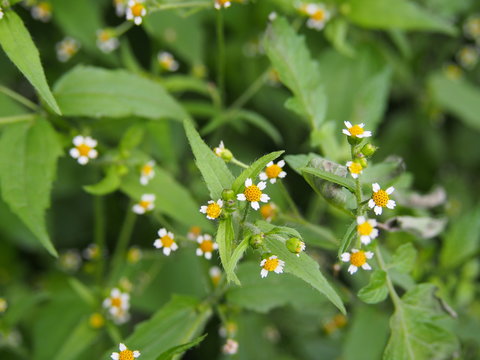 Galinsoga quadriradiata, Galinsoga ciliata  (shaggy soldier, Peruvian daisy, hairy galinsoga, fringed quickweed)   