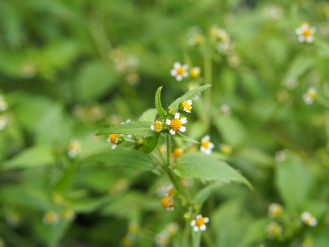Galinsoga quadriradiata, Galinsoga ciliata  (shaggy soldier, Peruvian daisy, hairy galinsoga, fringed quickweed)   