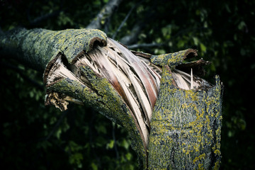 A tree torn by the wind during a violent storm	