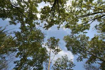 the view from the bottom of the sky among the trees	