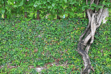 Green leaves on brick wall background with tree root.