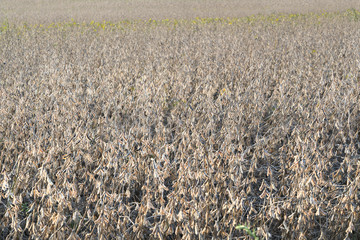 field cultivated with mature soybeans in autumn	