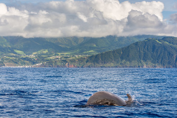 Dolphins and whales watching in Sao Miguel Island, Azores, Portugal