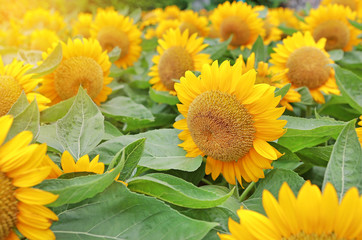 Sunflower on green background.