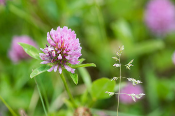 Flowers in the countryside