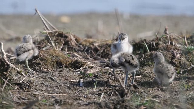 Avocettes &eacute;l&eacute;gantes et leurs poussins au nid 