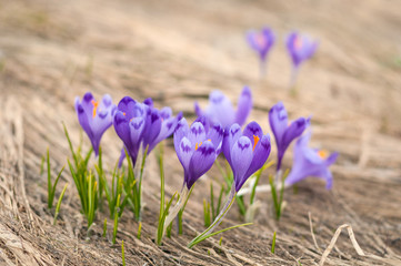 Alpine crocuses blossom in the mountains of the Carpathians on top of the mountain. Fresh beautiful purple crocuses. Flowering blue crocus in summer.