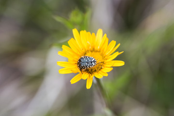 Flowers in the countryside