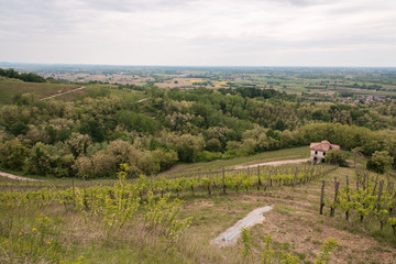 Walk through woods and vineyards