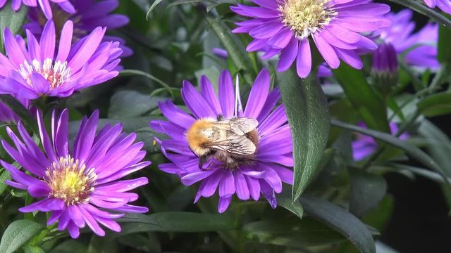 bumble bee on aster in autumn