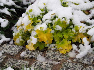 Winter shot of Heuchera (coral bells, alumroot) 'Lime Marmalade'
