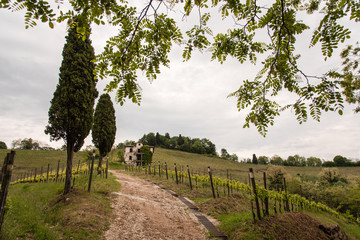 Walk through woods and vineyards