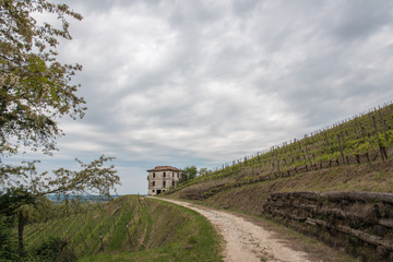 Walk through woods and vineyards
