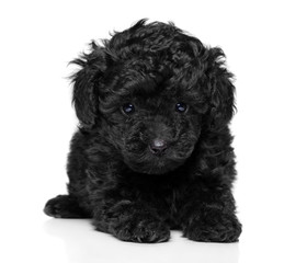 Toy poodle puppy on white