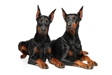 Two Doberman graceful lying