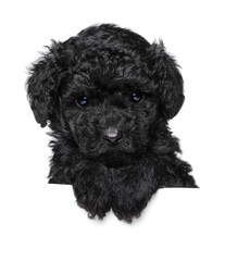 Toy Poodle puppy above banner