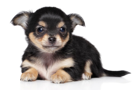 Chihuahua Puppy