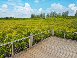 Fototapeta premium observation wood deck and golden tree background