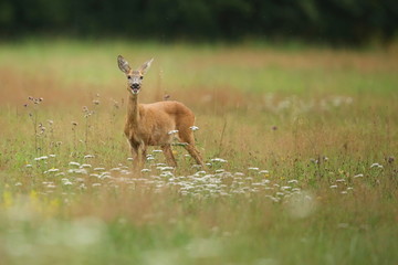 Roe deer male on the magical green grassland, european wildlife, wild animal in the nature habitat, deer rut in czech republic.