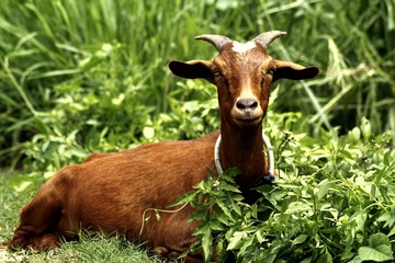 Brown goat in a grass field