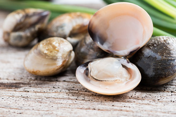 Fresh enamel venus shell edible saltwater clams