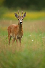 Naklejka na ściany i meble Roe deer male on the magical green grassland, european wildlife, wild animal in the nature habitat, deer rut in czech republic.