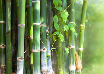Green bamboo in a forest of Asia.