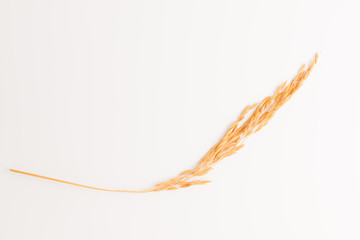 Paddy rice on white background. ears of paddy rice