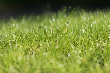 green grass. selective focus, close up