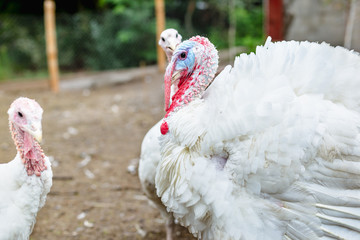 Turkey on a farm , breeding turkeys. White turkey portrait. Flock of Turkeys at the farm. Pasture raised turkey on a farm.