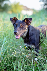 Stray dog in the green grass