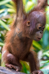 Cute Baby Orangutan looking lost