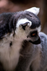 Lemur
