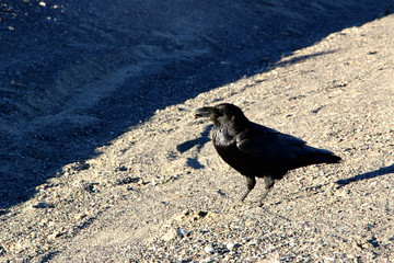 A crow sitting on the ground of death valley, looking at the desert ahead