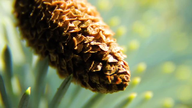 Fir Cones On The Branch (Close Up)