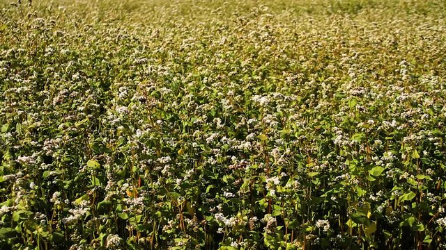 Field Of Buckwheat With White Flowers