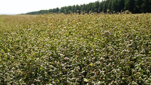 Field Of Buckwheat With White Flowers