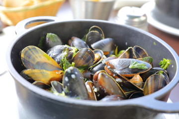 mussel