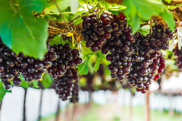 Grape on grape vine.