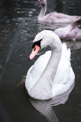 Junger Schwan, See, Schwäne, Schwimmen