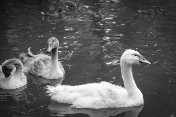 Fototapeta premium Junger Schwan, See, Schwäne, Schwimmen