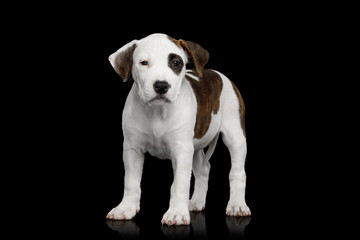 American Staffordshire Terrier Puppy Standing on Isolated Black background, Front view