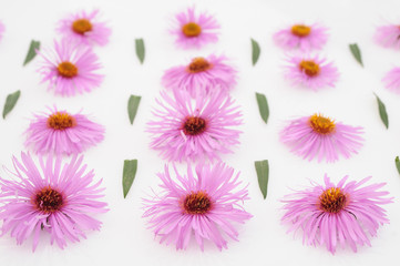 pink flowers on a white background