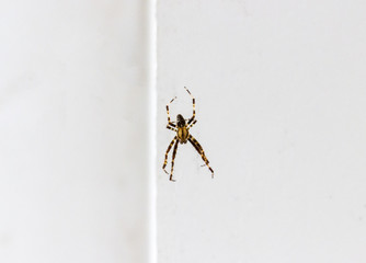 House spider hanging from web with white background