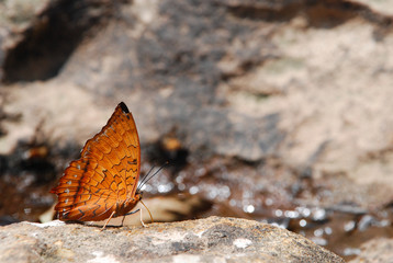 Wild Butterflies in the Natural Deep Forrest by the River