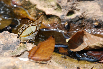 Wild Butterflies in the Natural Deep Forrest by the River