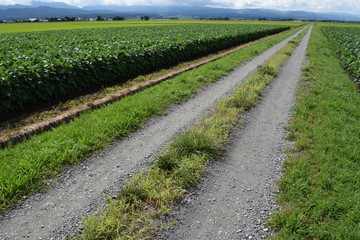 農業専用道路