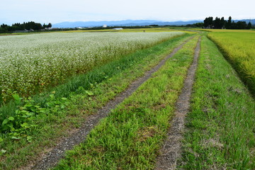 農業専用道路