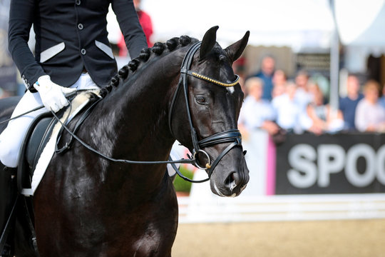 Horse stallion rider in step at a dressage event
